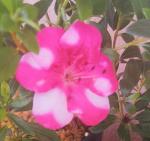 Identification par les fleurs !
