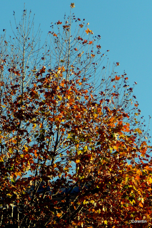 Les feuilles tout en haut !