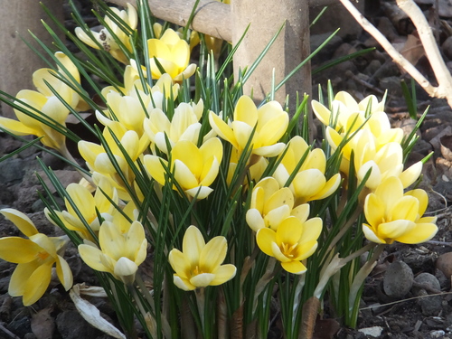 Premières couleurs au jardin