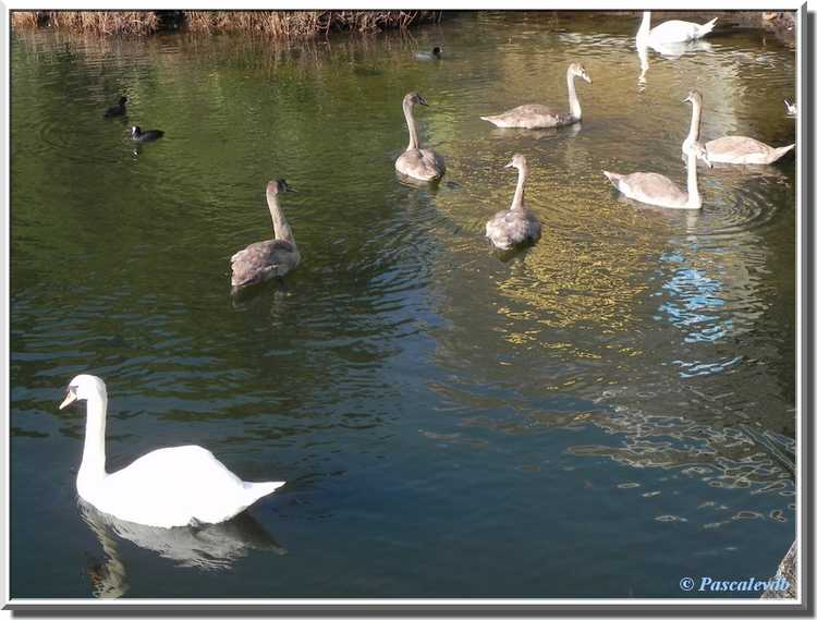 Parc ornithologique du Teich - Cygnons