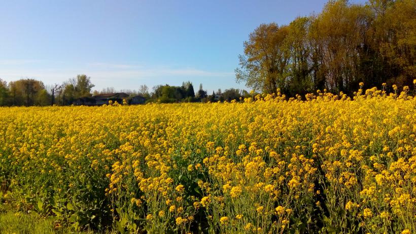 Champs de Colza a Barsac(Gironde)