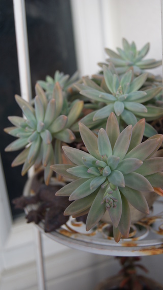 Graptosedum 'Francesco Baldi'