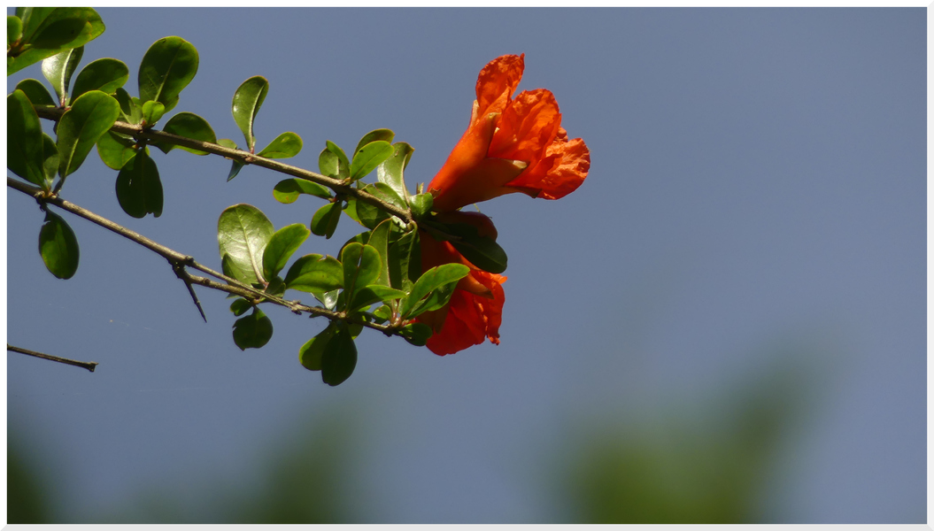 floraison des agapanthes