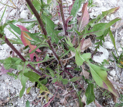 Cichorium intybus - chicorée sauvage