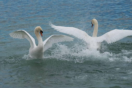 Ballet ou Balai en dialogue