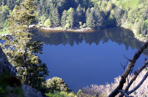 Rencontre avec les Chamois vers le Gaschney.Mai 2019.