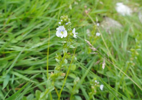 Fleurs bleues