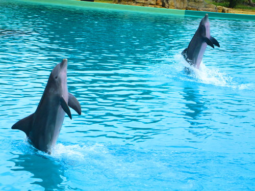 Sortie au parc animalier de Port St Père 