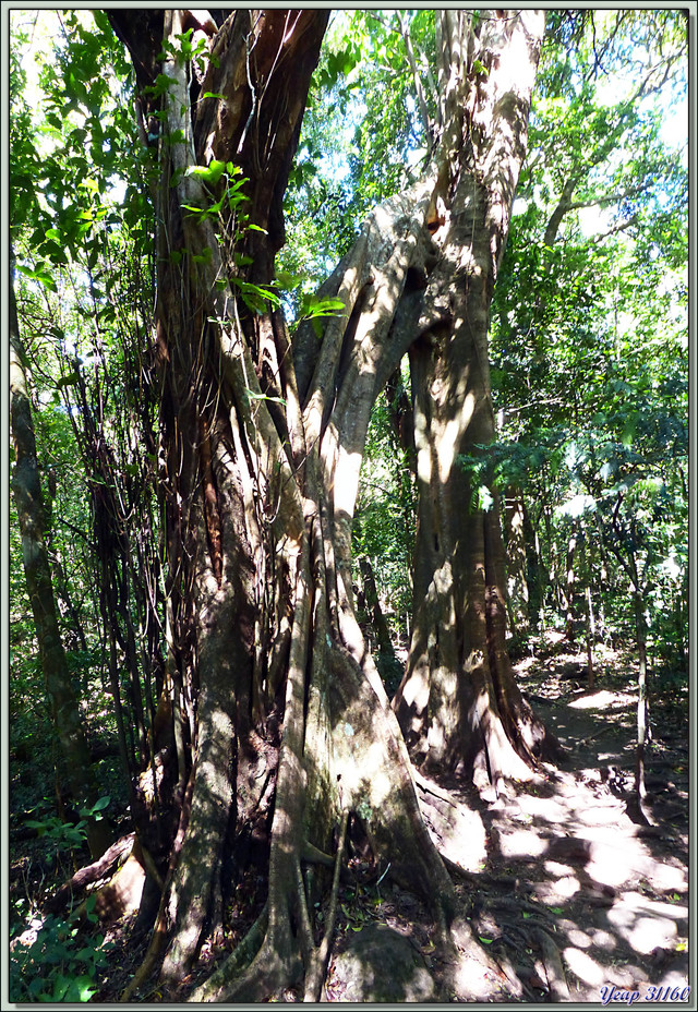 Blog de images-du-pays-des-ours : Images du Pays des Ours (et d'ailleurs ...), Arbre remarquable dans la forêt humide (rain forest) pile et face - Rincon de la Vieja - Costa -Rica