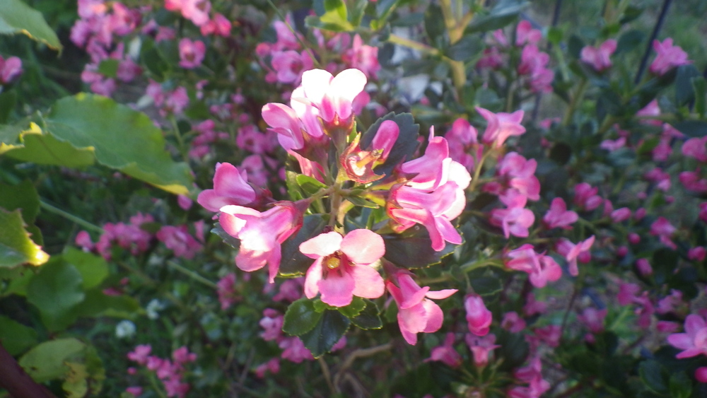 MON JARDIN N'EST PLUS