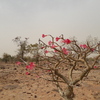 Mauritanie Baobab Chacal