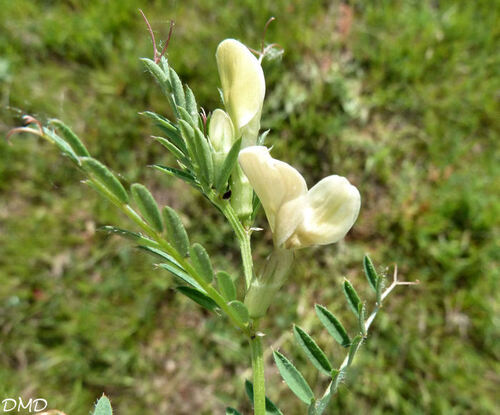 Vicia lutea  -  vesce jaune