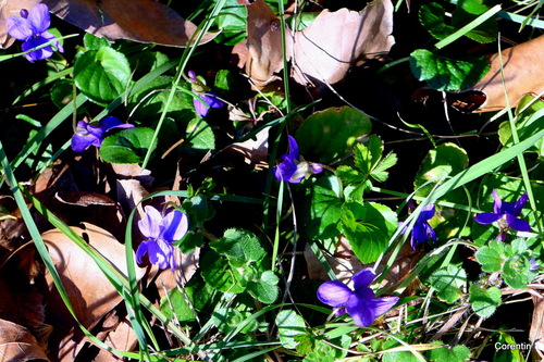 Les fleurs des violettes