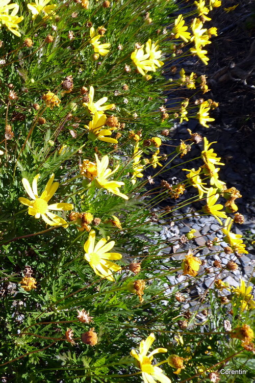 Jolies fleurs jaunes (2)