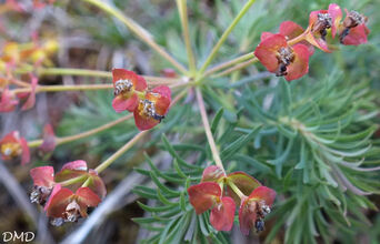 Euphorbia cyparissias - euphorbe petit cyprès