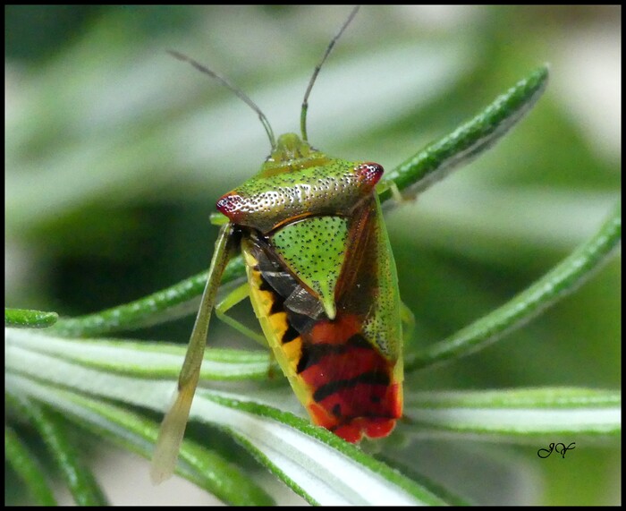 Acanthosoma haemorrhoidale.