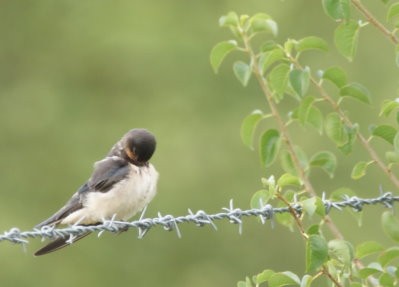 hirondelle rustique mont pagny3