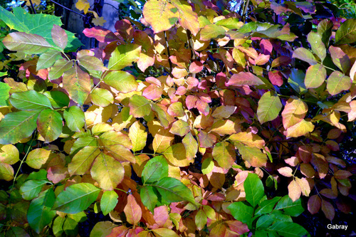 C'est le jour du thème : feuilles d'automne !