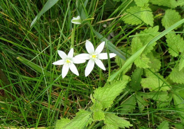 Une sortie botanique avec l'association mycologique du Châtillonnais...