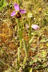 Ophrys Abeille ou Ophrys Apifera ou Orchidée Abeille