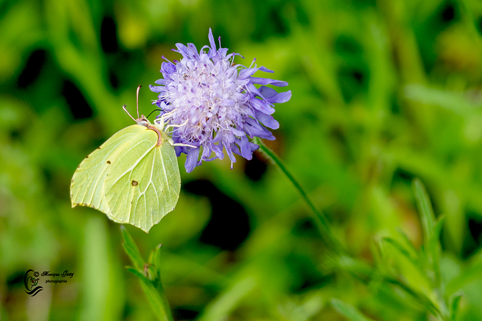 Papillon Citron