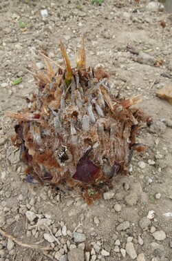 cycas panzhiuaensis, le carnage !