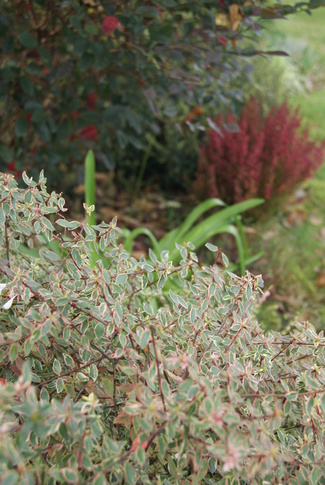 Erica gracilis, bruyère délicate.