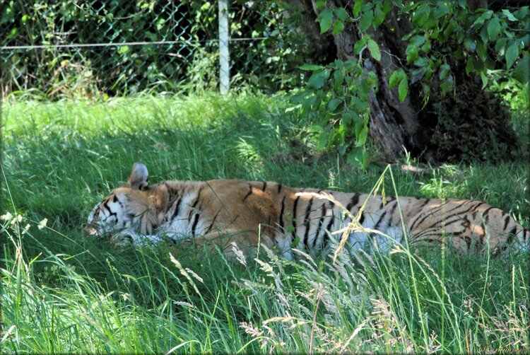 Photo de tigre à la sieste : Planète Sauvage
