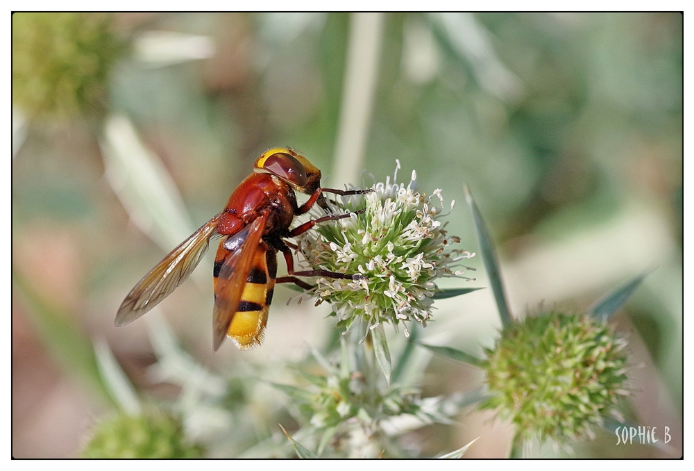 Une jolie pollinisatrice .