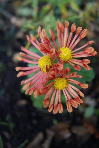 Chrysanthèmes spatulés.