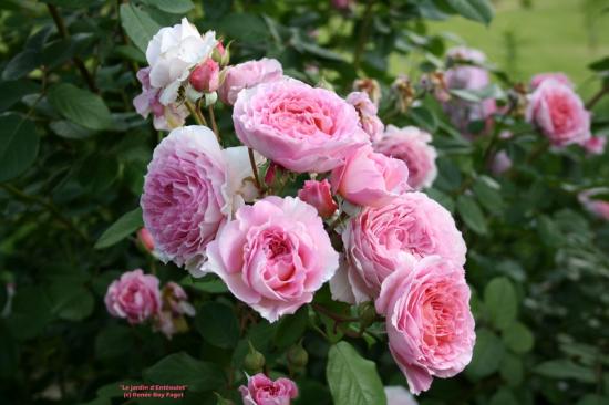 29-mai-2015-6 Rosier-'James-Galway' 29-mai-2015-6 Rosier-'James-Galway'