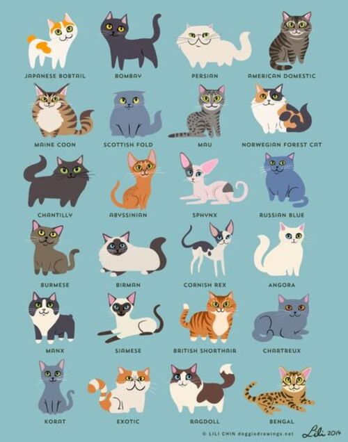 Cats types fantaisies