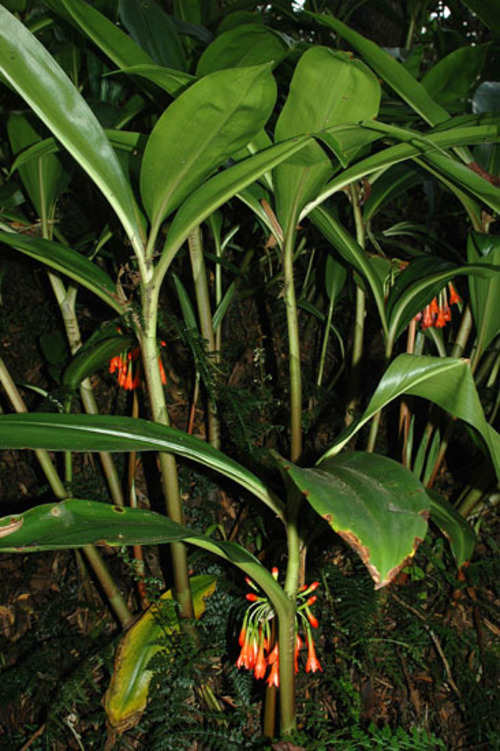 Fleurs cultivées : Scadoxus