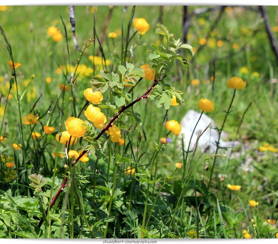 Photos à thèmes N°7 et N°8 "Fleurs de montagne"