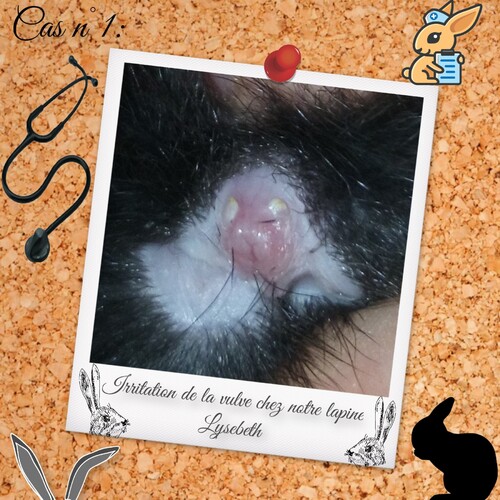  Cas n°1 - Infection de la vulve (Pustules):