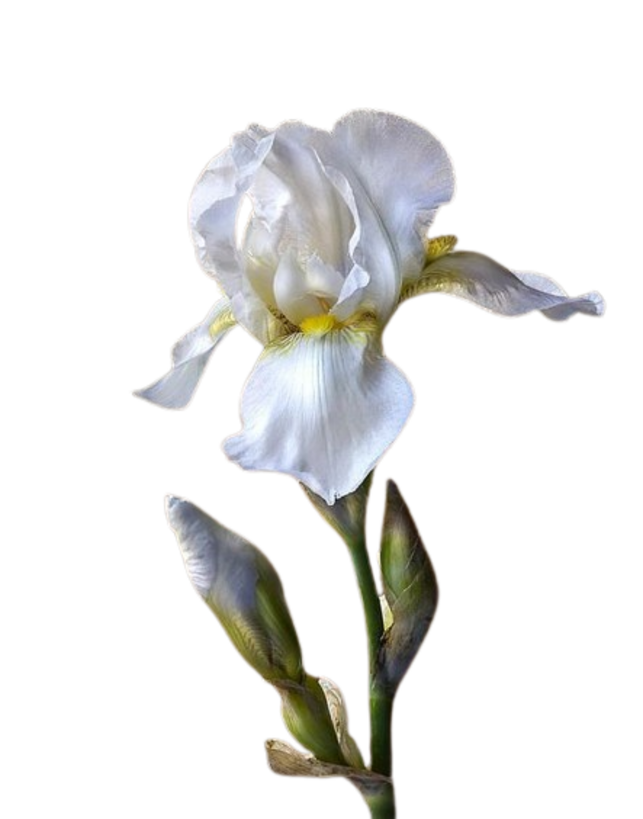 Les iris d'eau sont magnifiques 