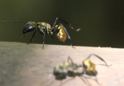 Les fourmis du Costa Rica