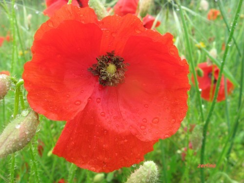 coquelicot