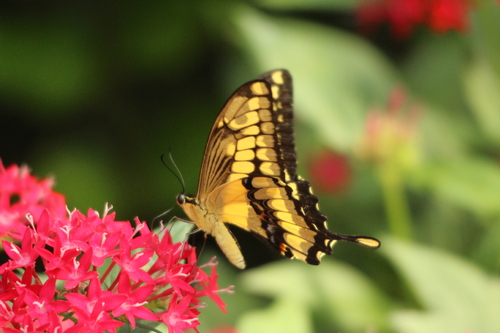 Jardin des papillons d'Hunawihr