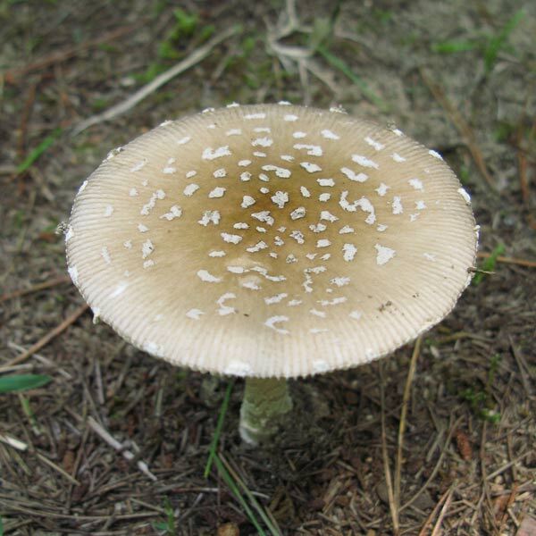 Amanita pantherina