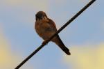 Oiseaux