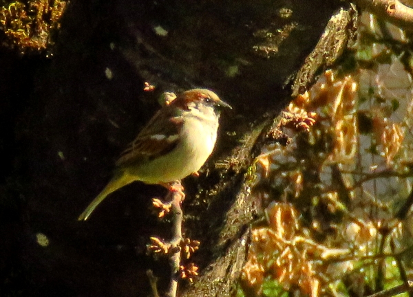 Dix-sept espèces d'oiseaux ont visité mon jardin durant l'hiver 2021-2022...