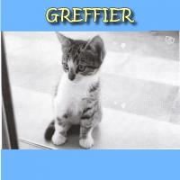 Chats retrouvés