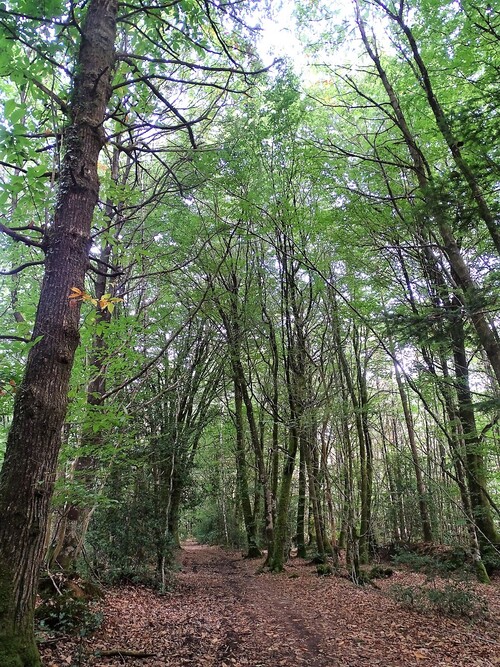 Les alignements de Cernevec - Forêt de Camors - La forêt