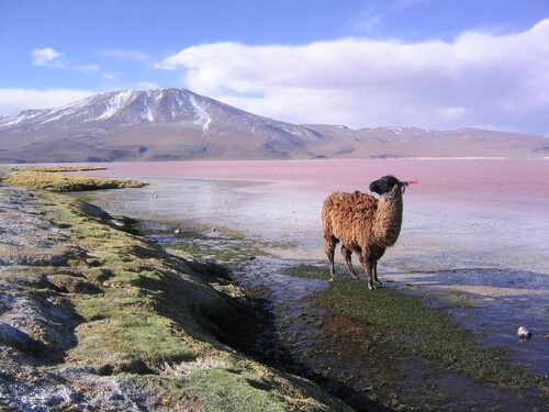                       suite de bolivie