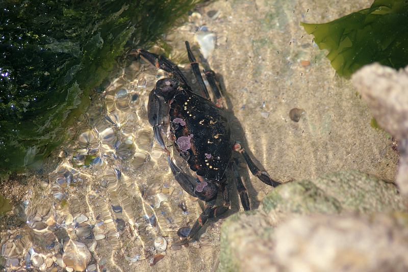 Beautés marine : crabe prenant son bain - Phare des Baleines - Ile de Ré - 17   posté le lundi 15 septembre 2008 