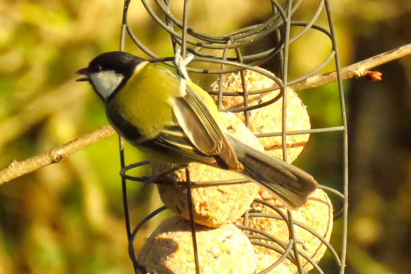 Les oiseaux du jardin durant l'hiver 2020-2021