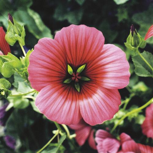 Fleurs cultivées : Malope