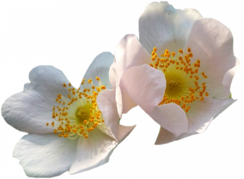 Tubes roses