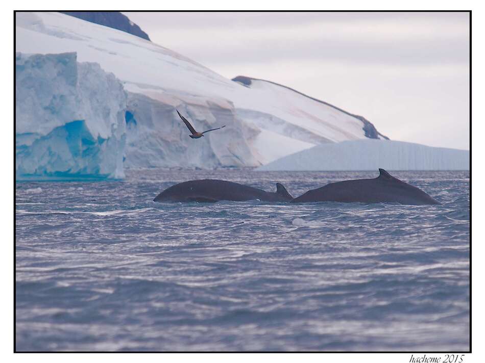 Baleines à bosse et skua
